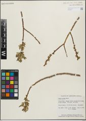 Foto von Salix lucida Muhl.